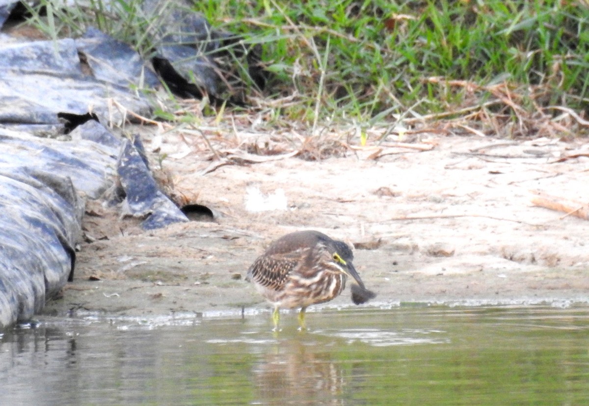 Striated Heron - ML68575291