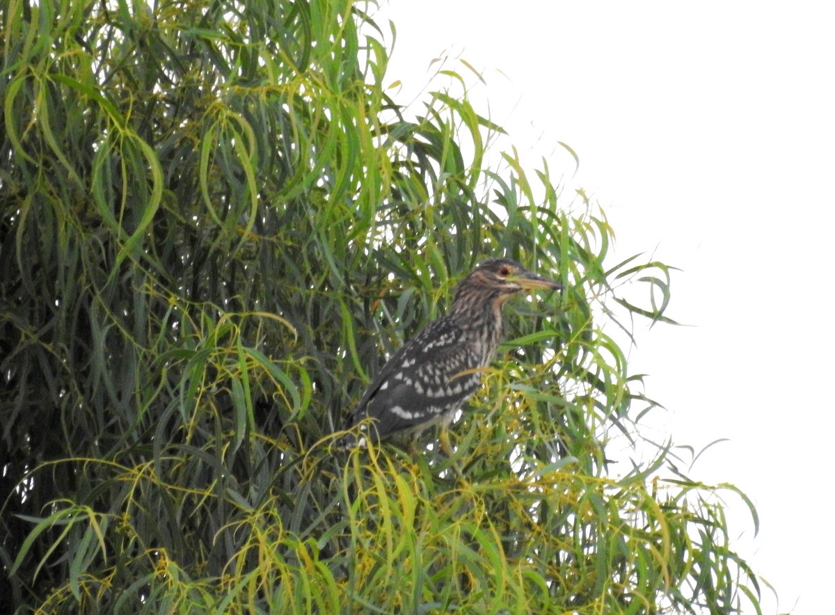 Black-crowned Night Heron - ML68575421