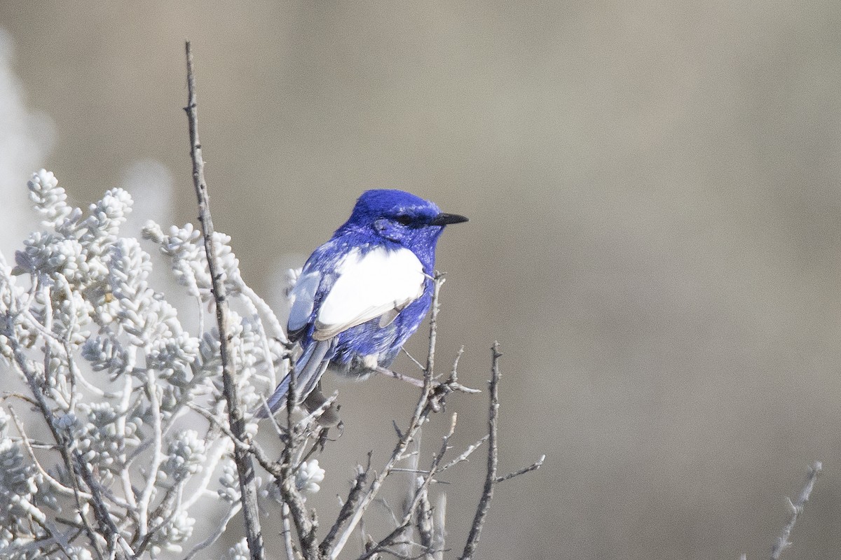 White-winged Fairywren - ML68576741