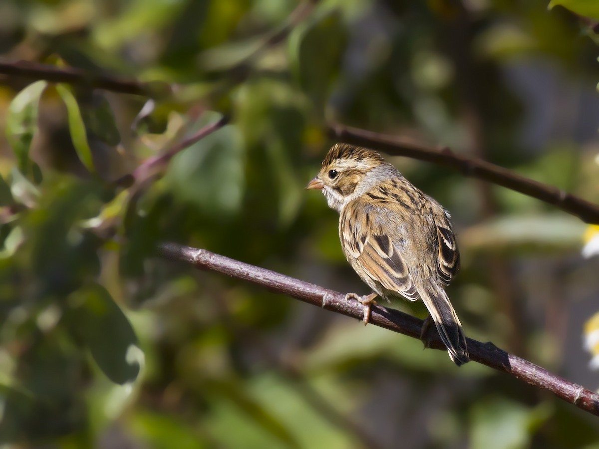 Clay-colored Sparrow - ML68577701