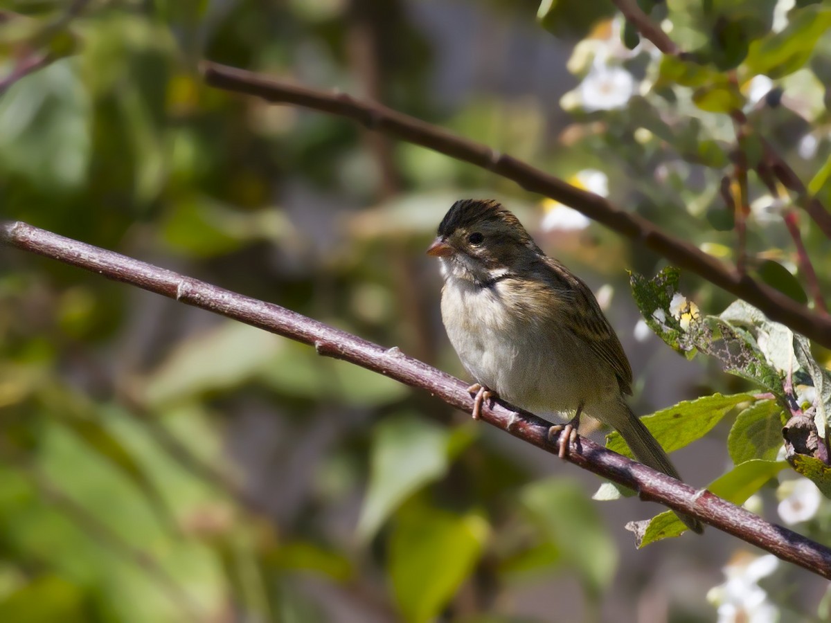 Clay-colored Sparrow - ML68577711
