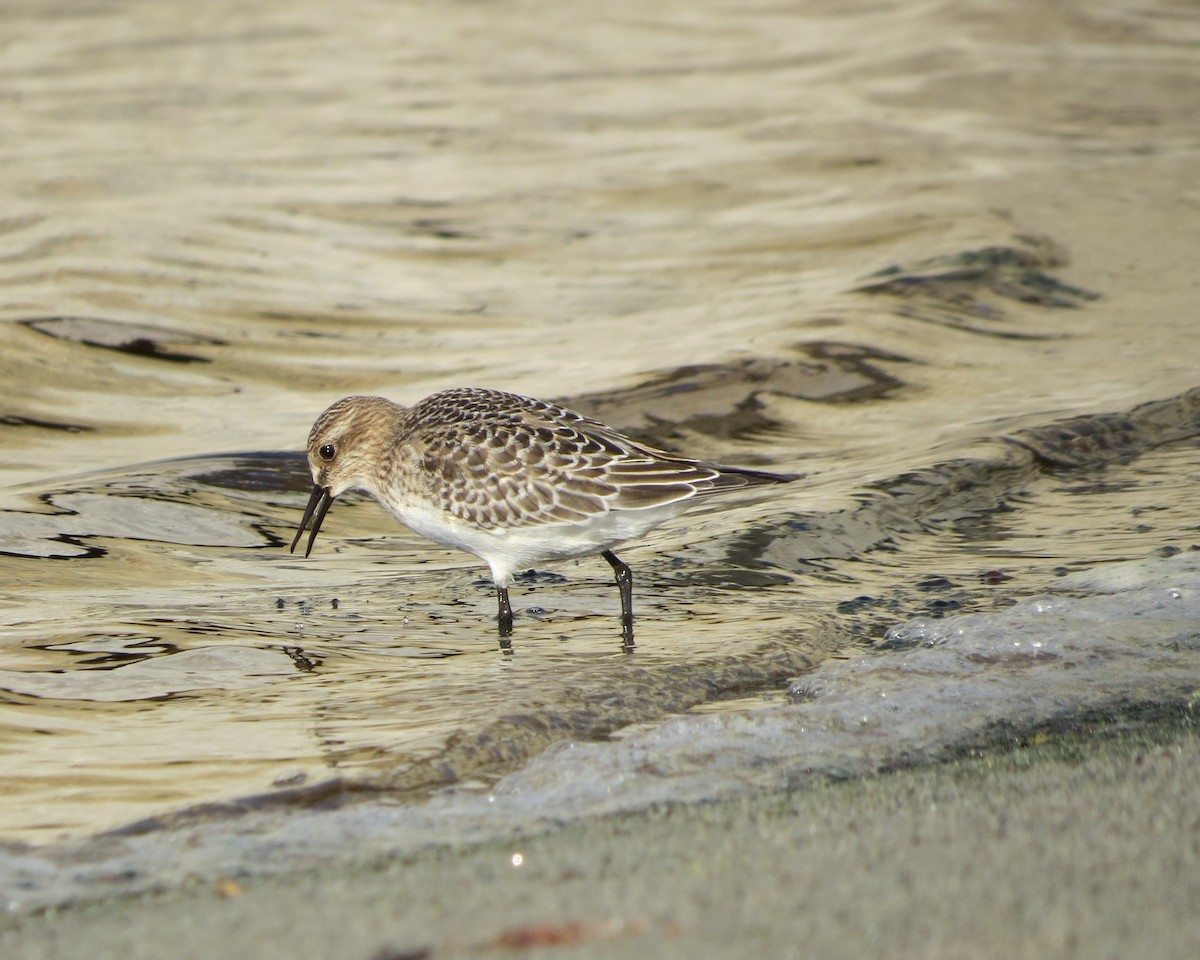 Baird's Sandpiper - ML68579751