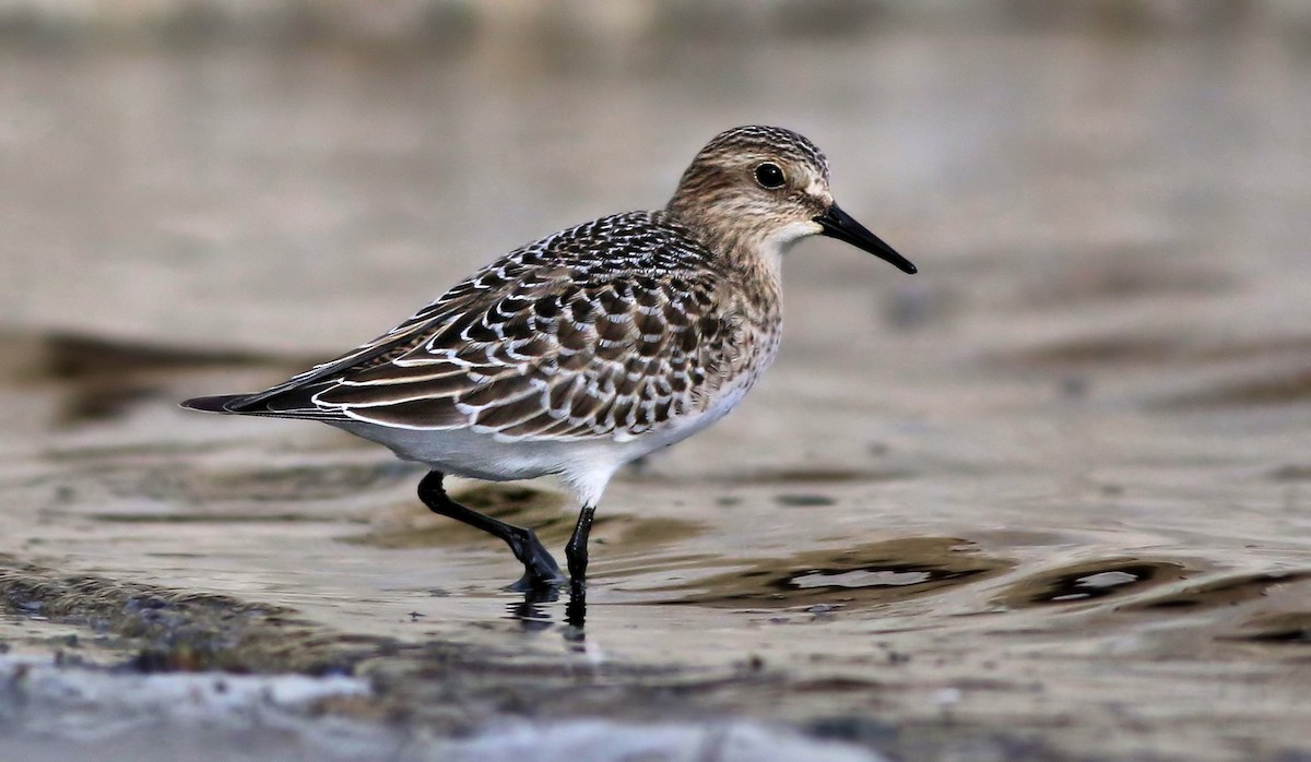 Baird's Sandpiper - ML68579791