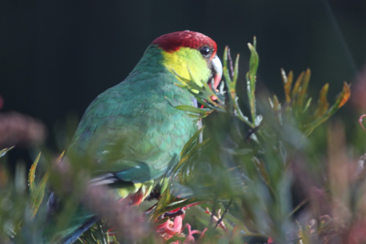 Red-capped Parrot - ML68580811