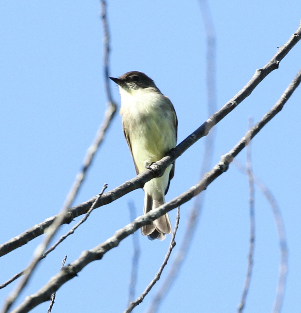 Eastern Phoebe - Don Coons