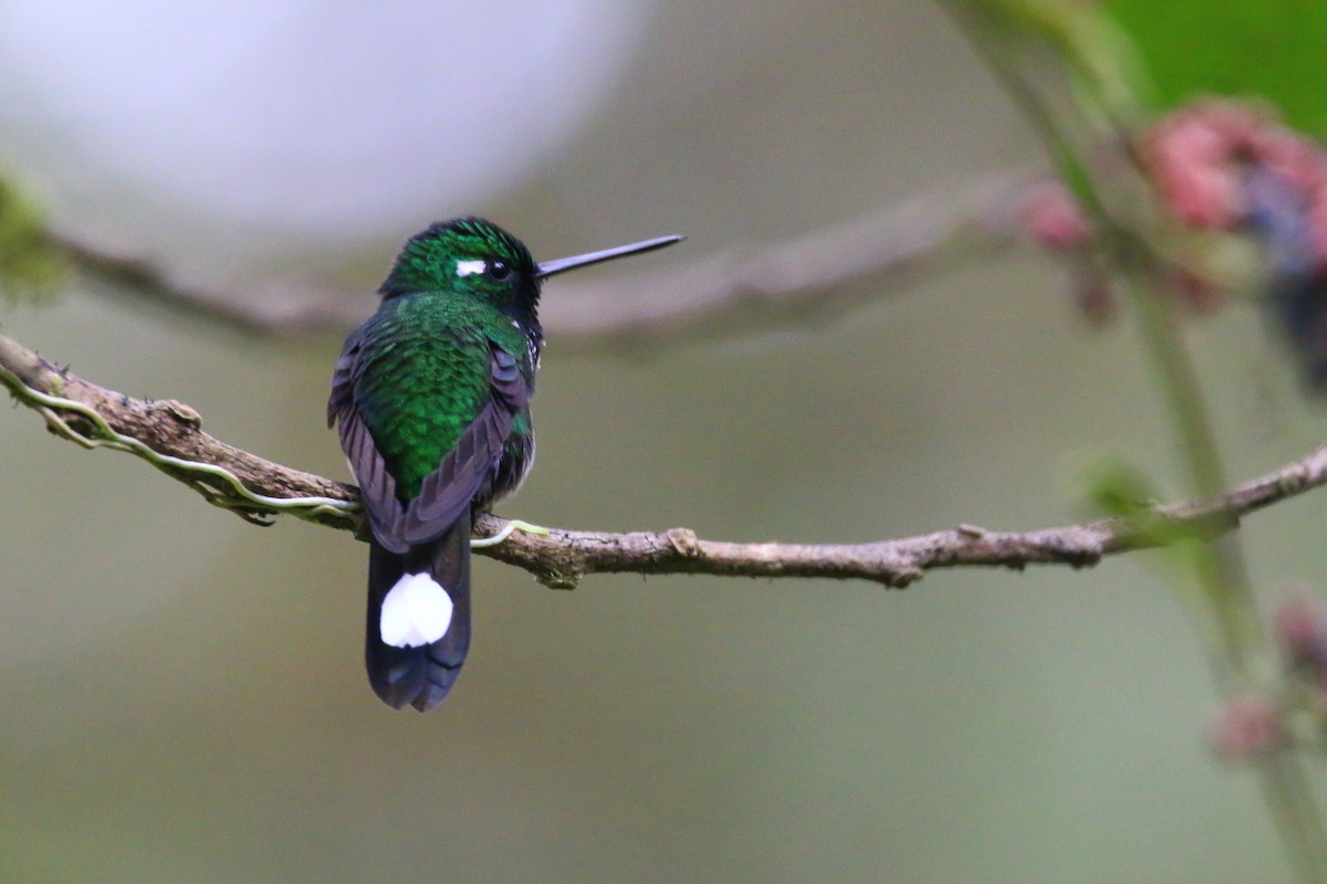 Purple-bibbed Whitetip - Devin Griffiths