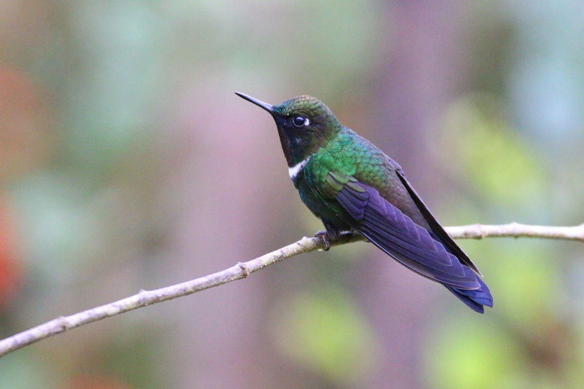 Gorgeted Sunangel - Devin Griffiths