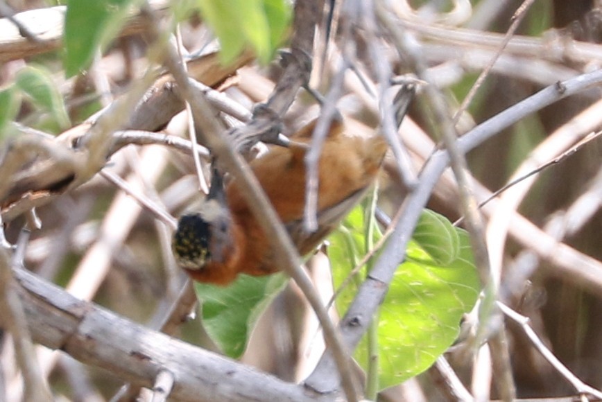 Chestnut Piculet - Trina Anderson