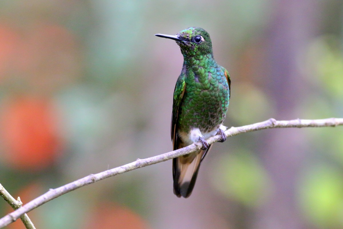 Colibrí Colihabano - ML68582461