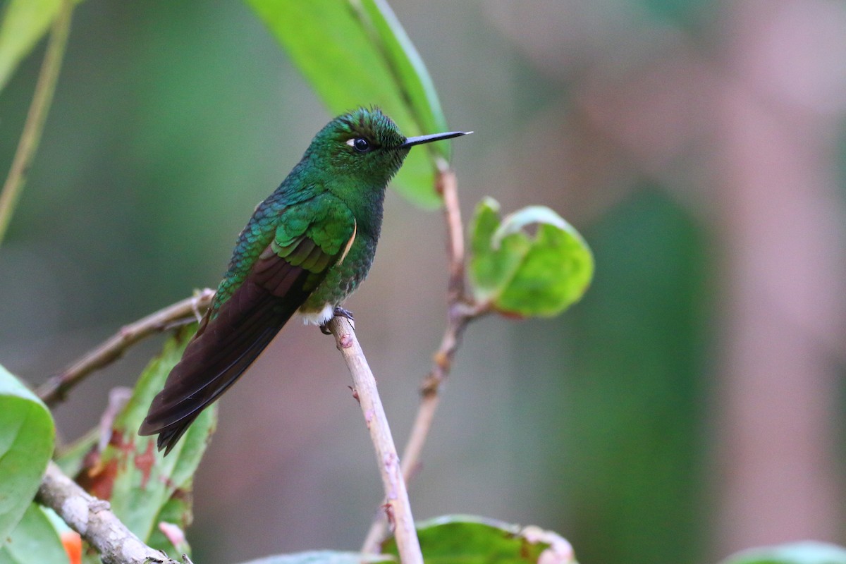 Buff-tailed Coronet - ML68582541