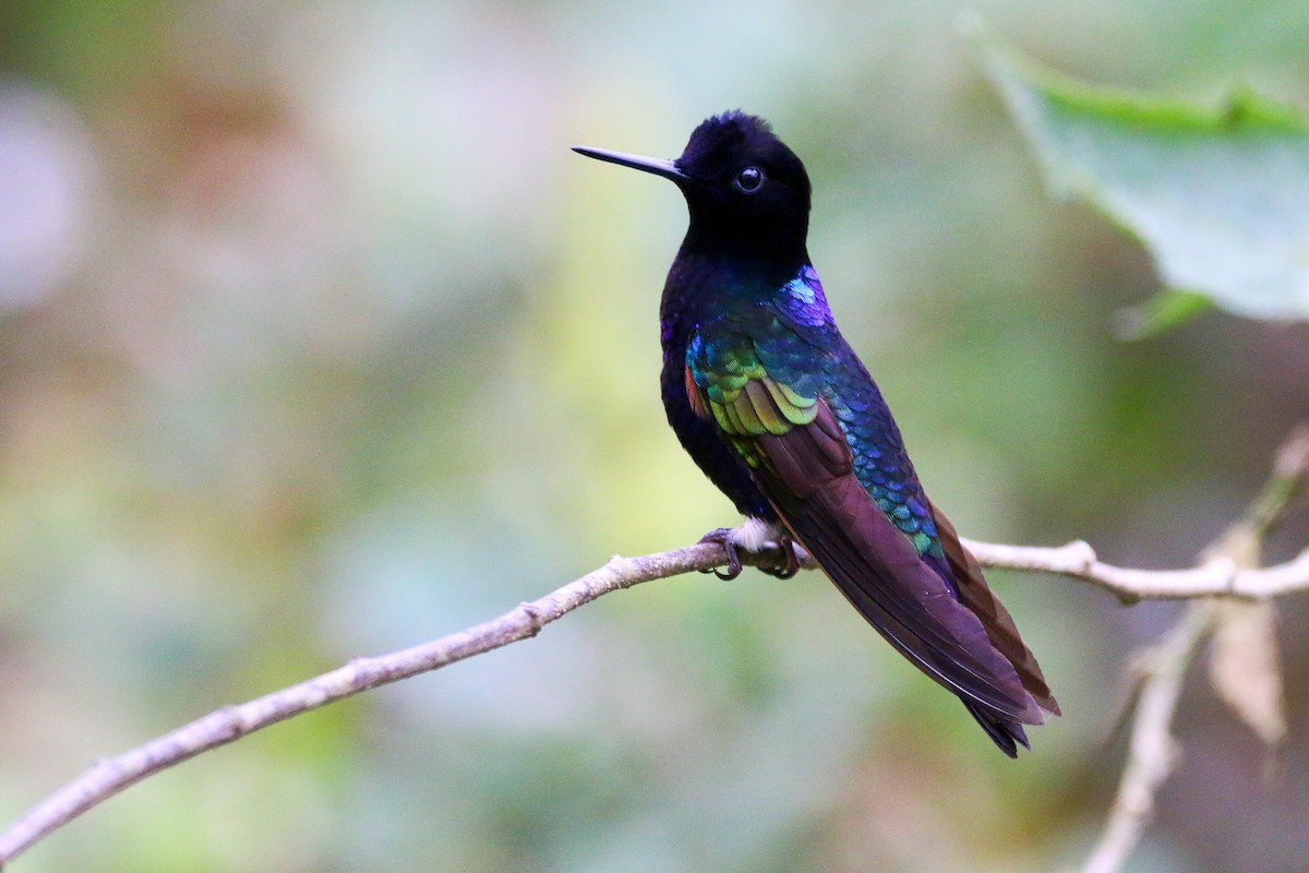 kolibřík hyacintový - ML68582671