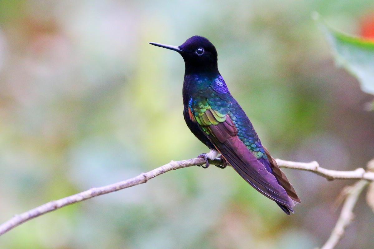 Velvet-purple Coronet - Devin Griffiths