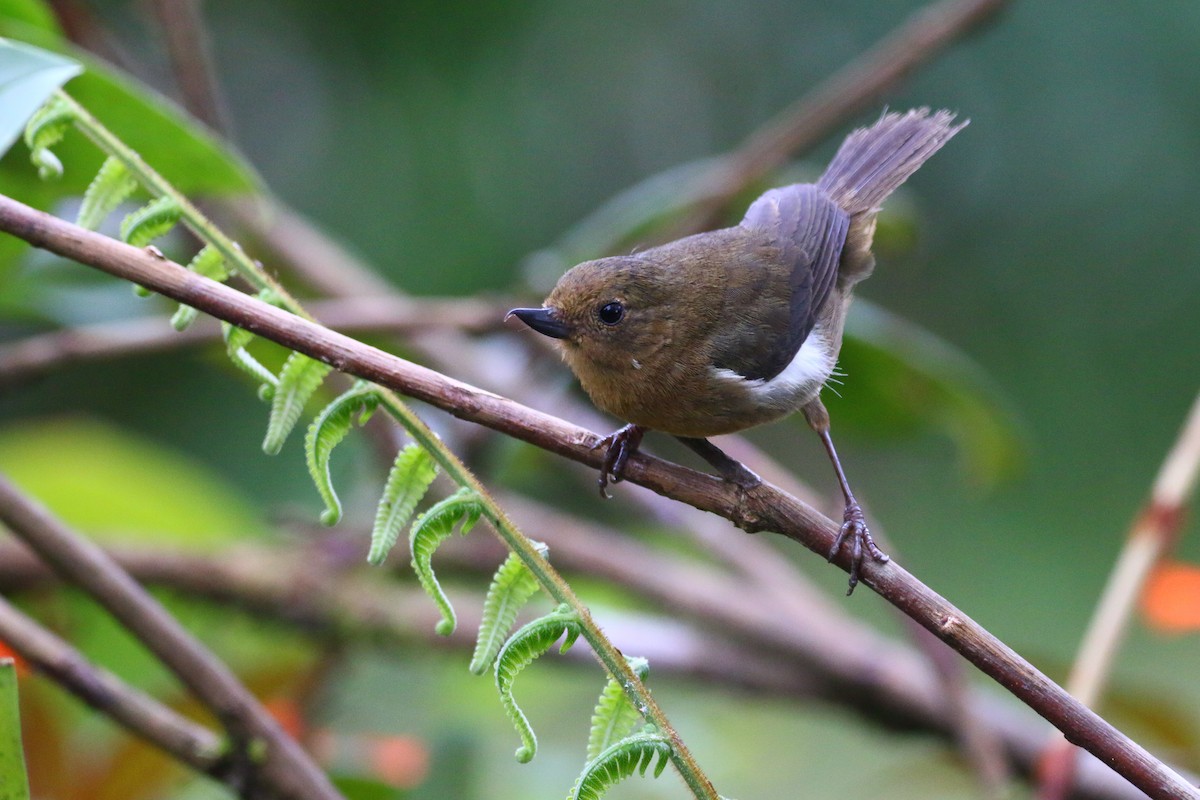 Pinchaflor Flanquiblanco - ML68583241