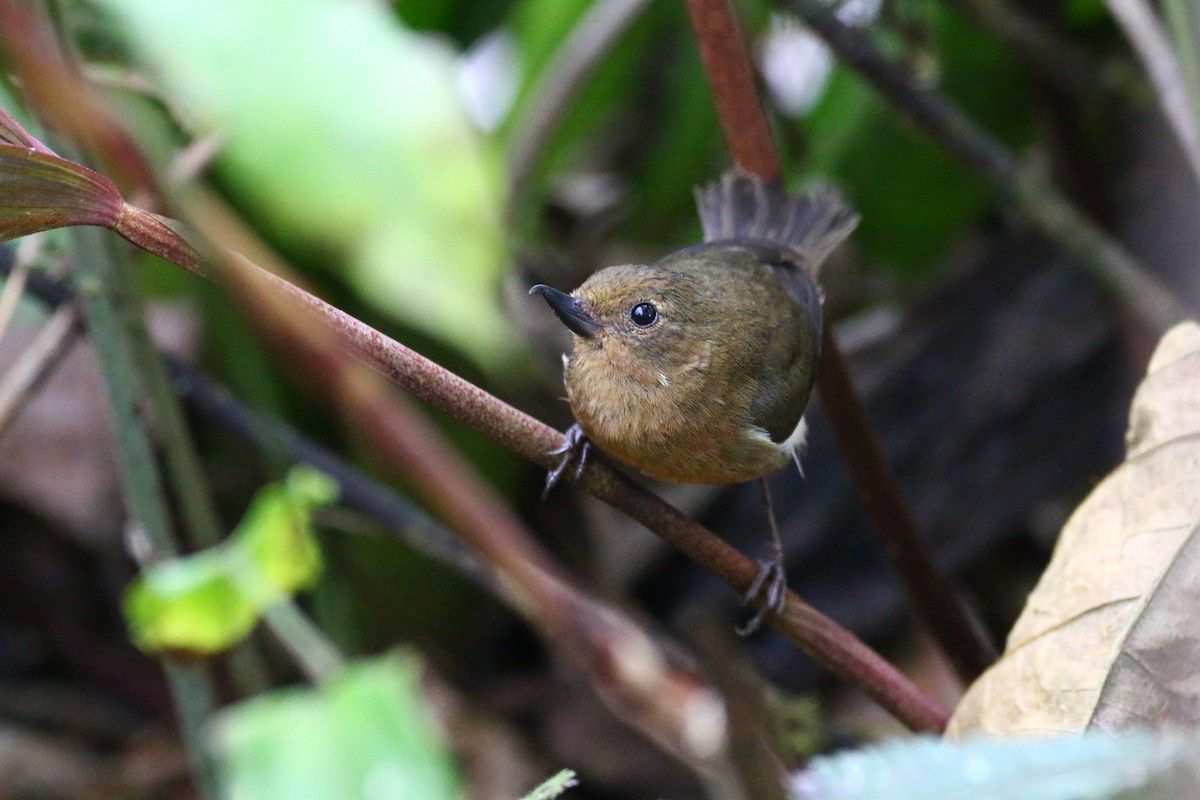 White-sided Flowerpiercer - ML68583251