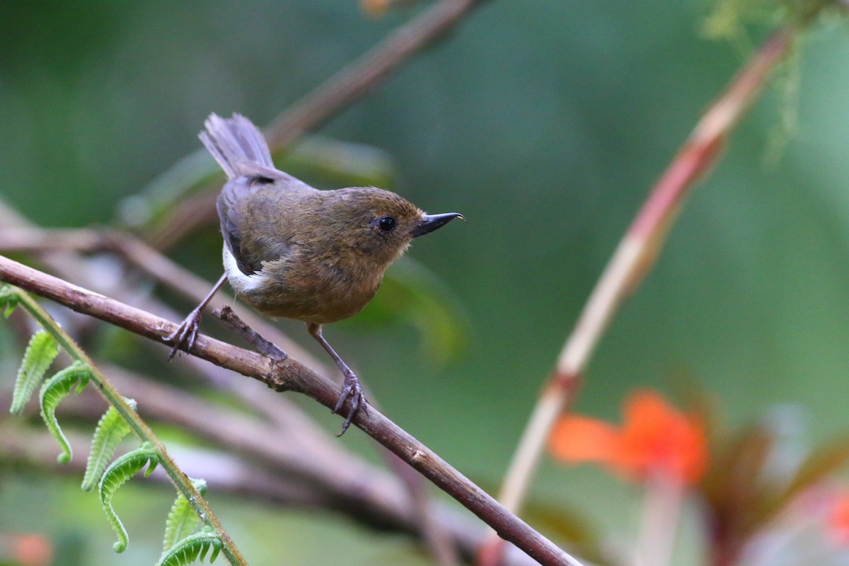 White-sided Flowerpiercer - ML68583301