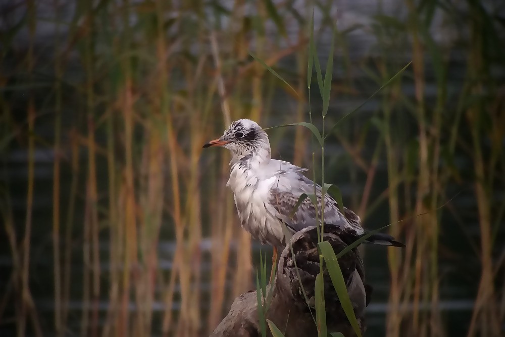 Black-headed Gull - Kalle Rainio