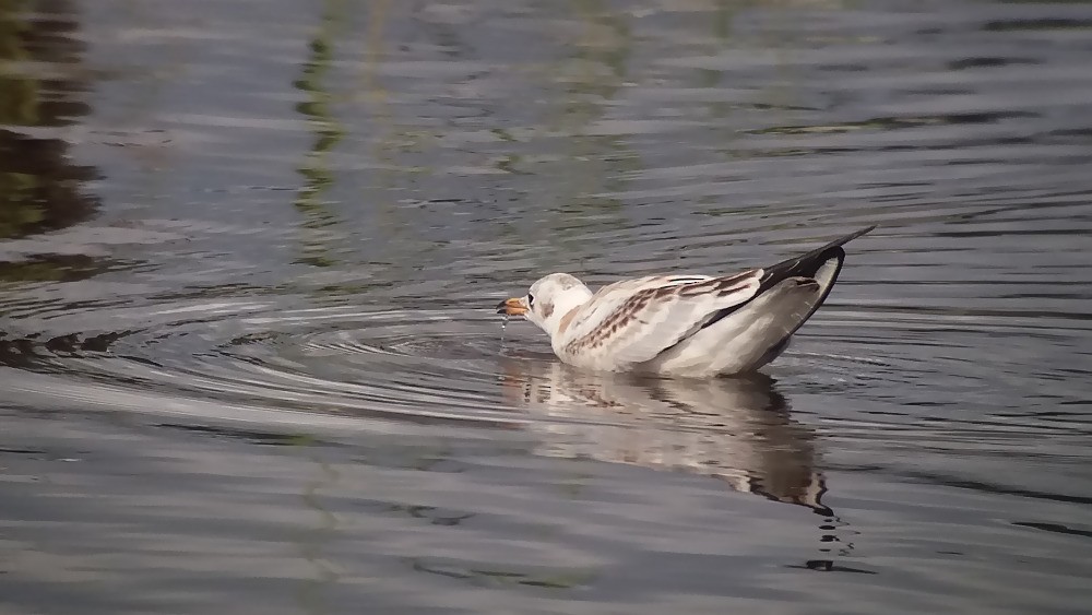 Black-headed Gull - ML68584361