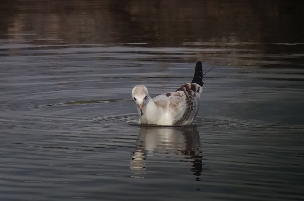 Black-headed Gull - Kalle Rainio