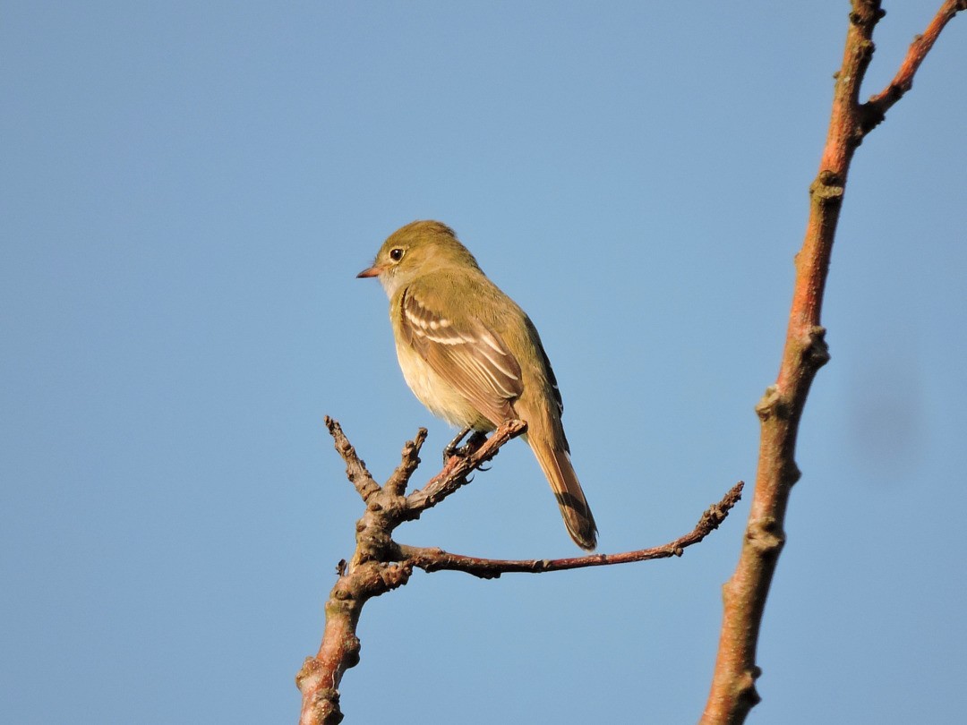 Small-billed Elaenia - Fábio Luís Mello