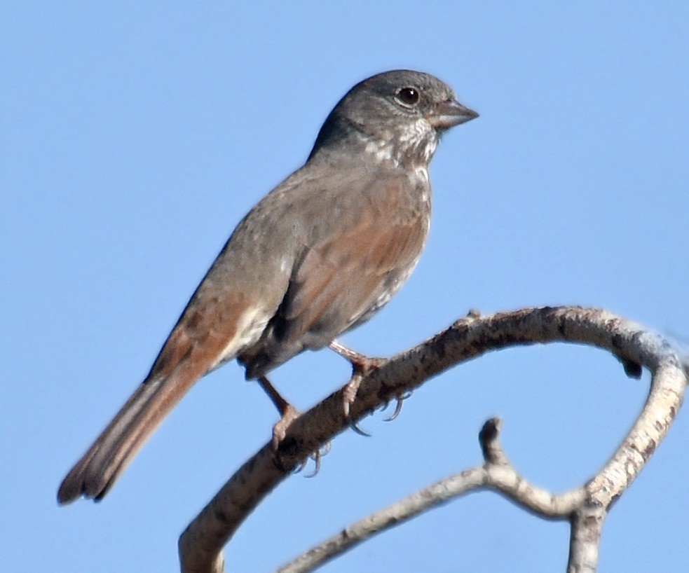 Fox Sparrow (Slate-colored) - ML68587961