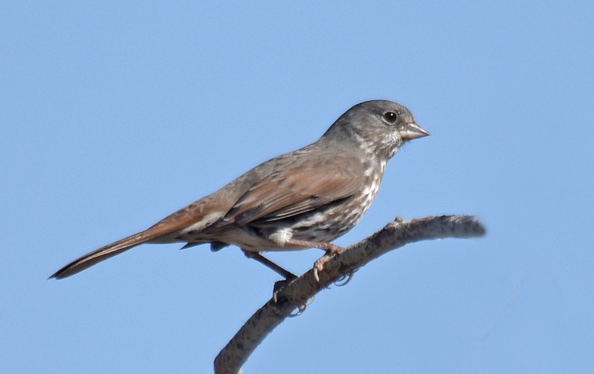 Fox Sparrow (Slate-colored) - Steven Mlodinow