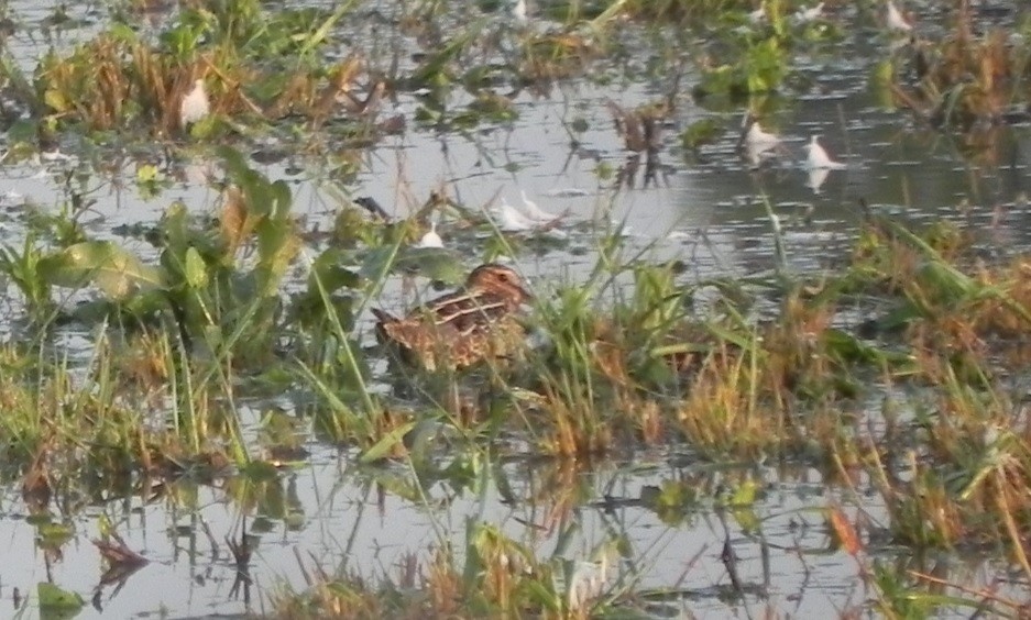 indianerbekkasin - ML68588091