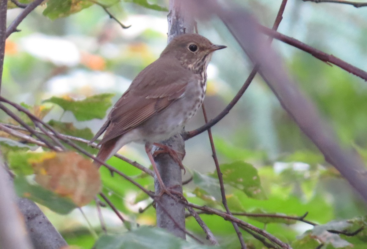 Hermit Thrush - ML68588851