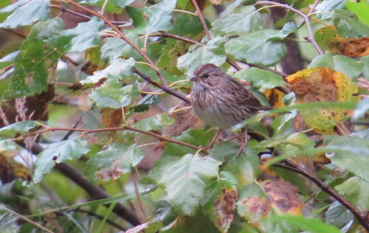 Lincoln's Sparrow - ML68588871