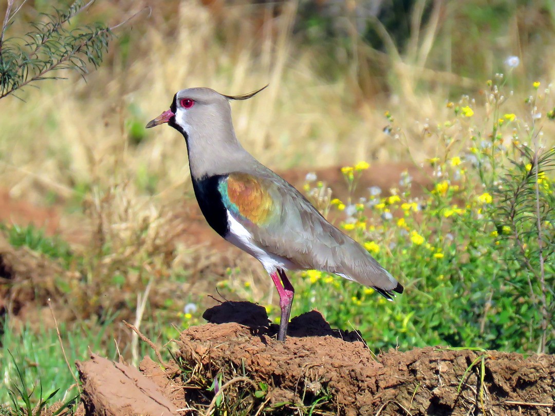 Southern Lapwing - ML68589781