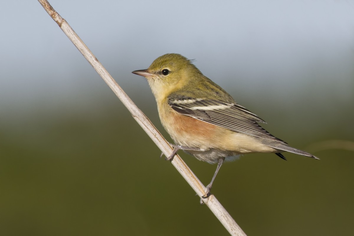 Bay-breasted Warbler - ML68591051