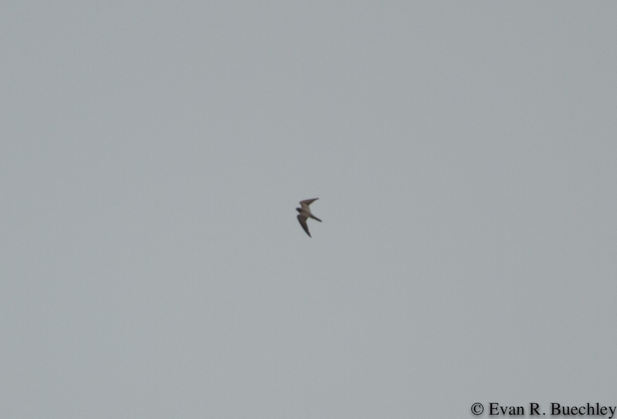 Sooty Falcon - ML68592121