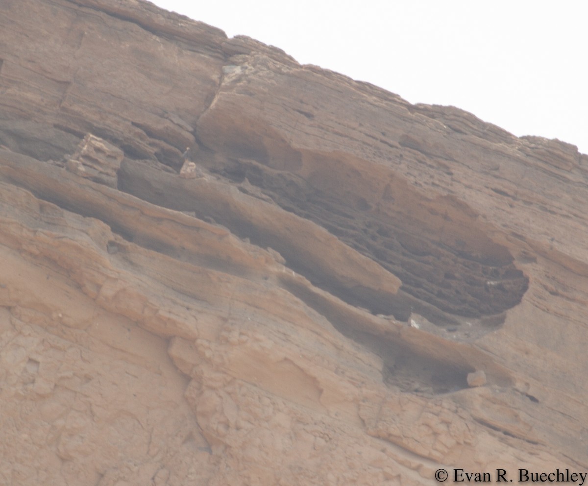 Sooty Falcon - ML68592221