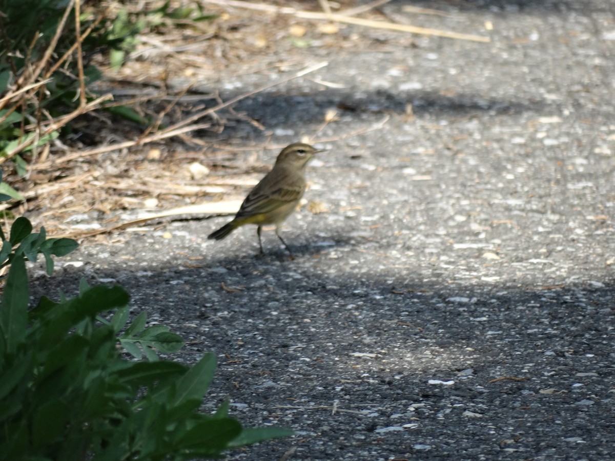 Palm Warbler - ML68592951