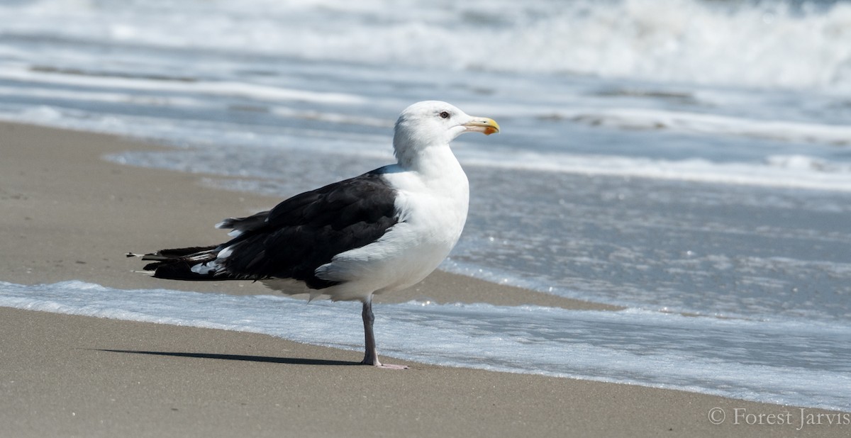 Great Black-backed Gull - Forest Botial-Jarvis