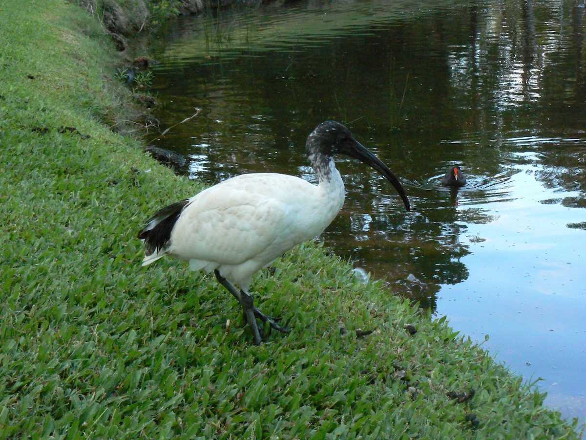 Australian Ibis - ML68597771