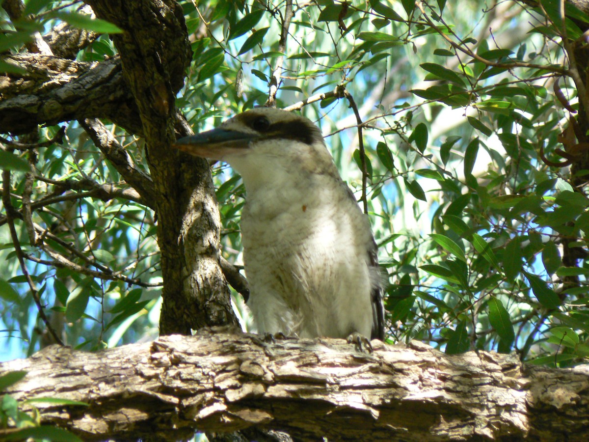 Laughing Kookaburra - Adam Jackson