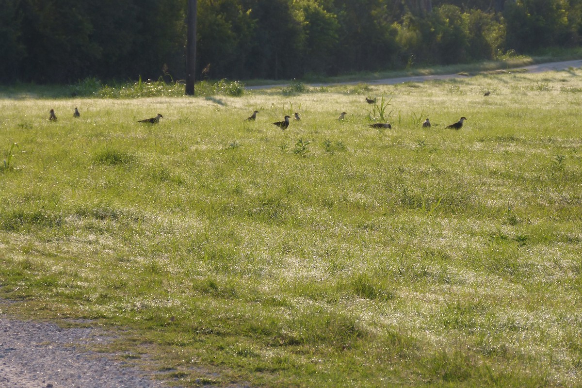 Crested Caracara (Northern) - Brush Freeman