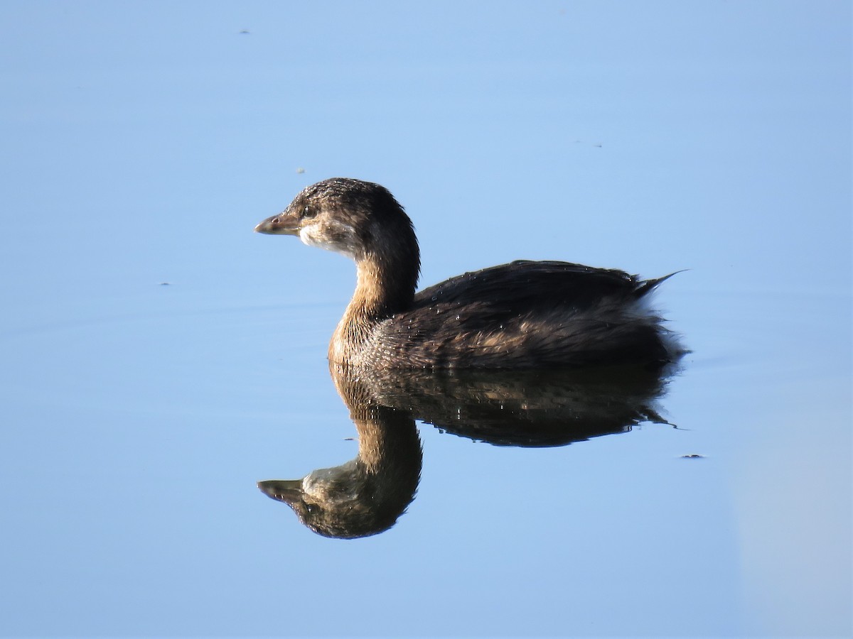 Pied-billed Grebe - ML68602001