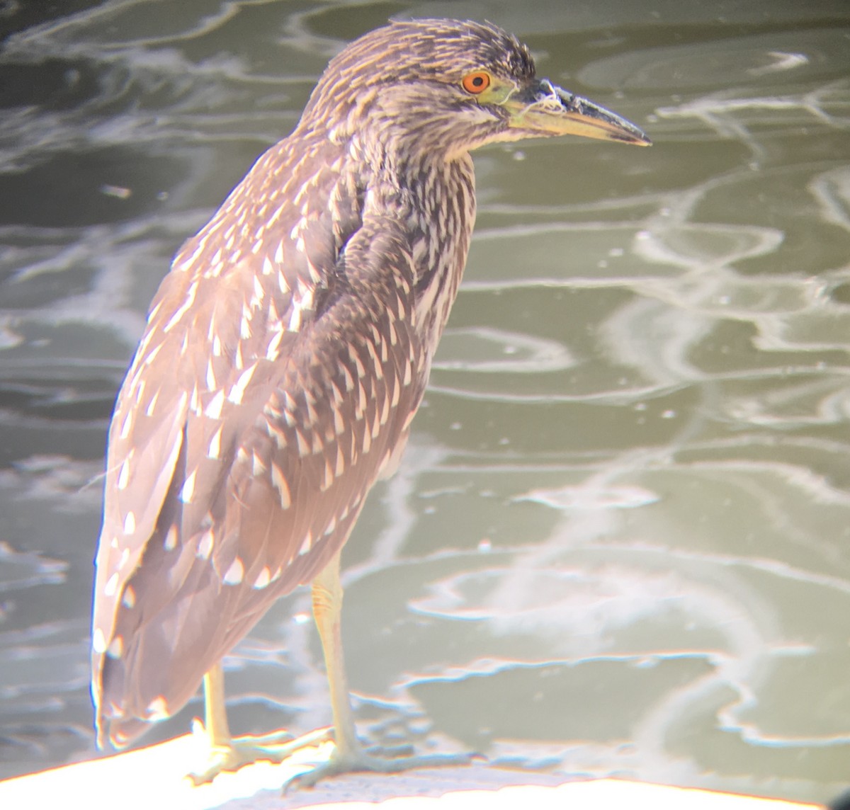 Black-crowned Night Heron - ML68602421