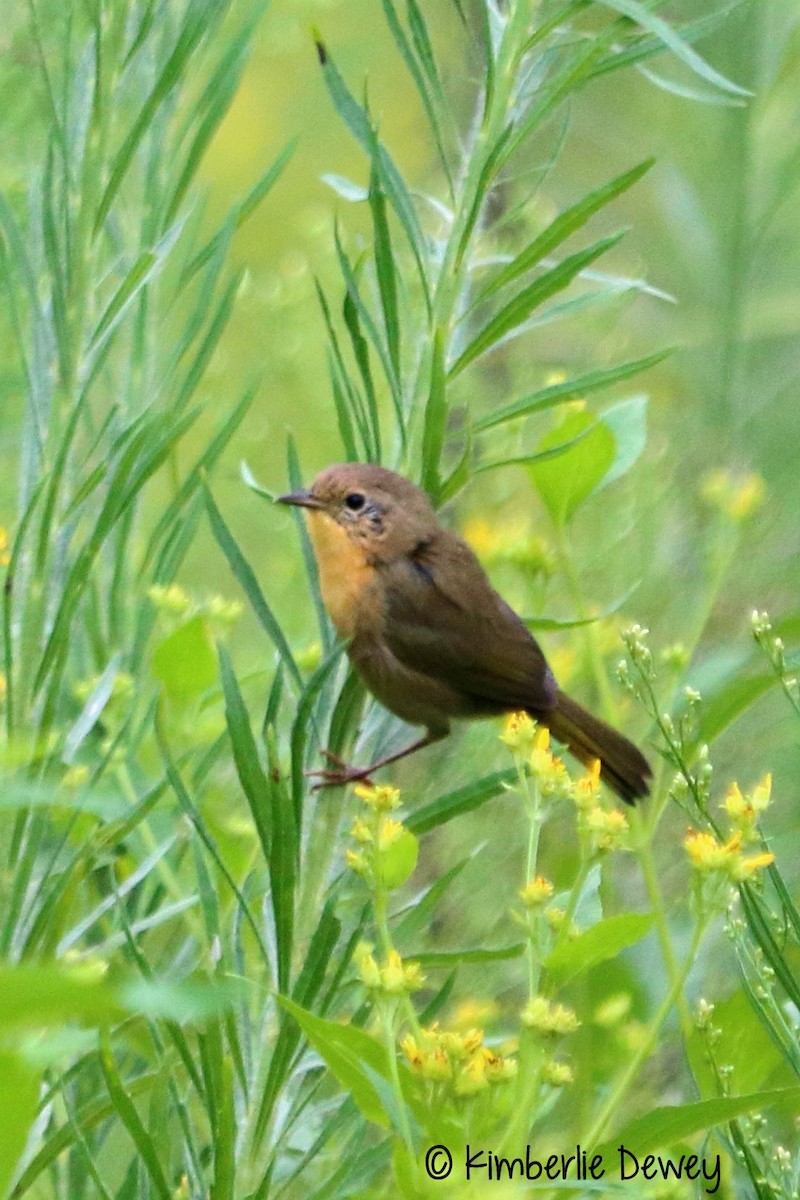 Common Yellowthroat - ML68606601