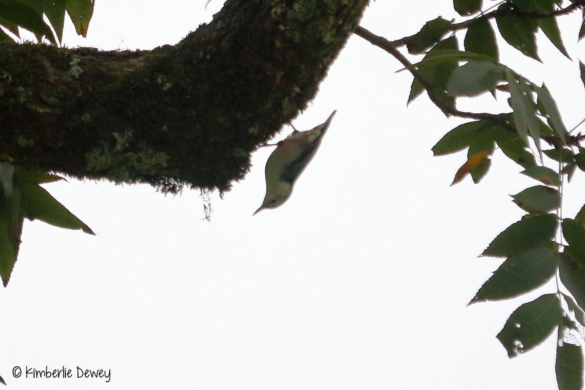 White-breasted Nuthatch - ML68606631