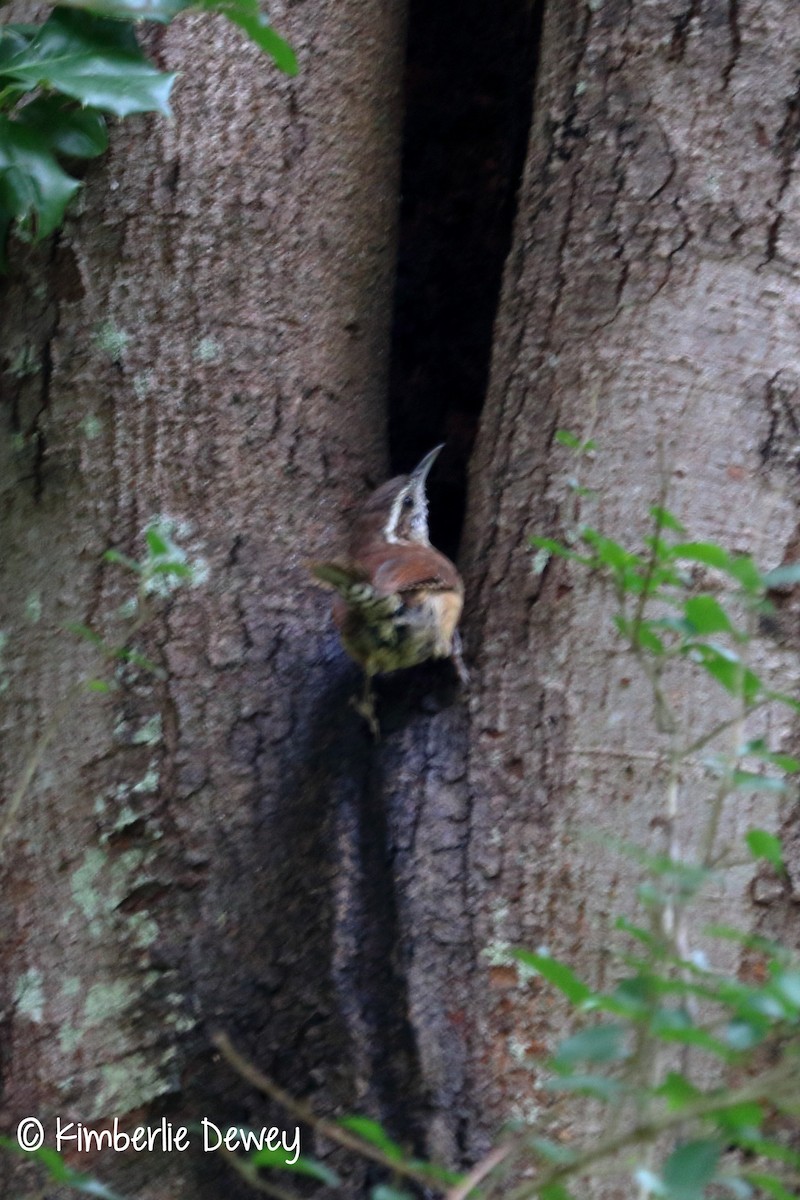 Carolina Wren - ML68606641