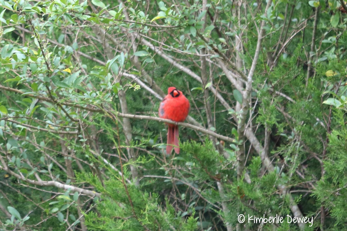 Northern Cardinal - ML68606661