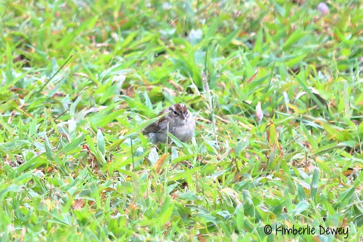 Chipping Sparrow - ML68606791