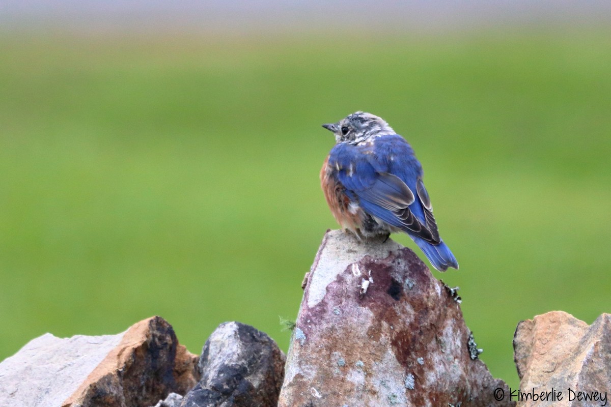 Eastern Bluebird - ML68606821