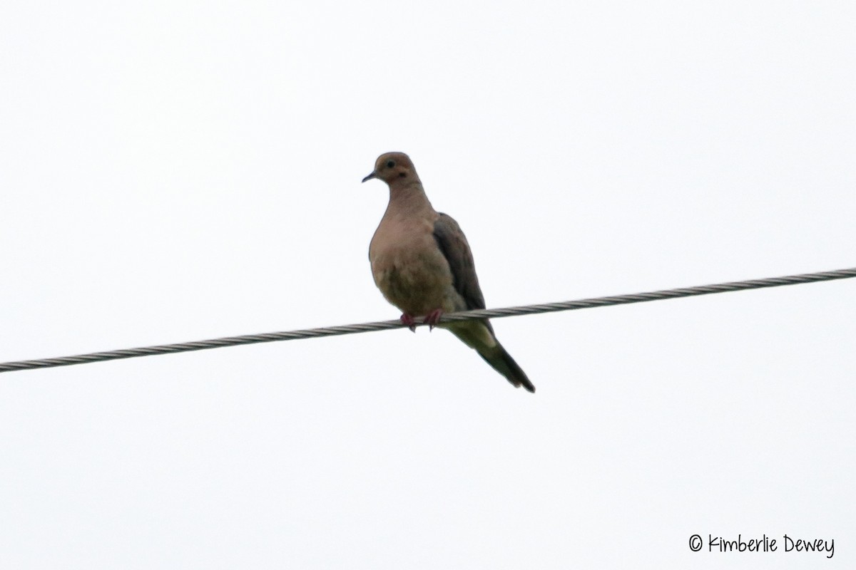 Mourning Dove - ML68606931
