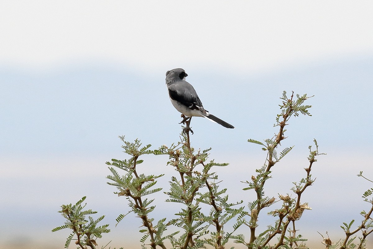 Loggerhead Shrike - ML68607861