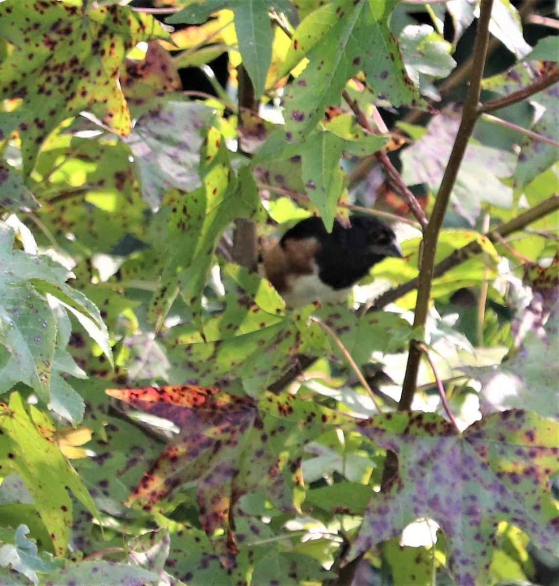 Eastern Towhee - ML68608371