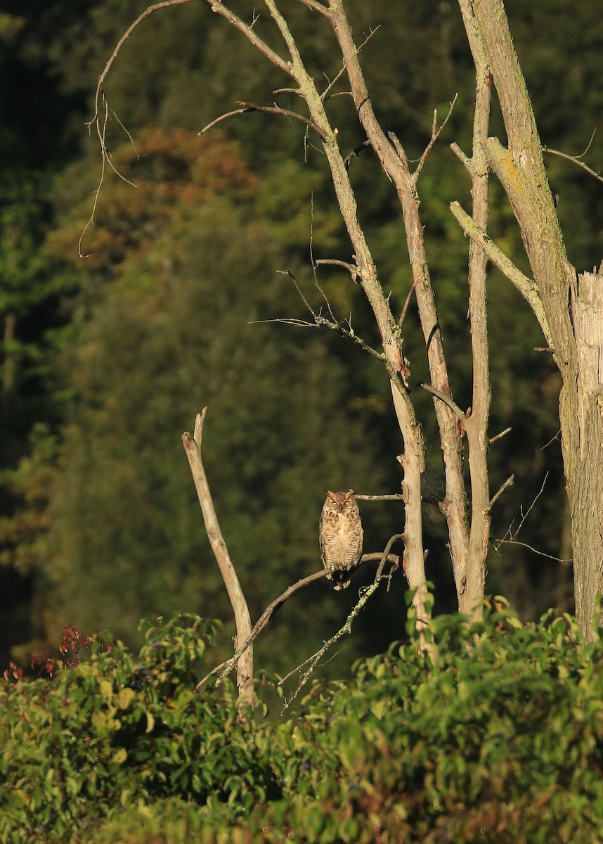 Great Horned Owl - ML68608491