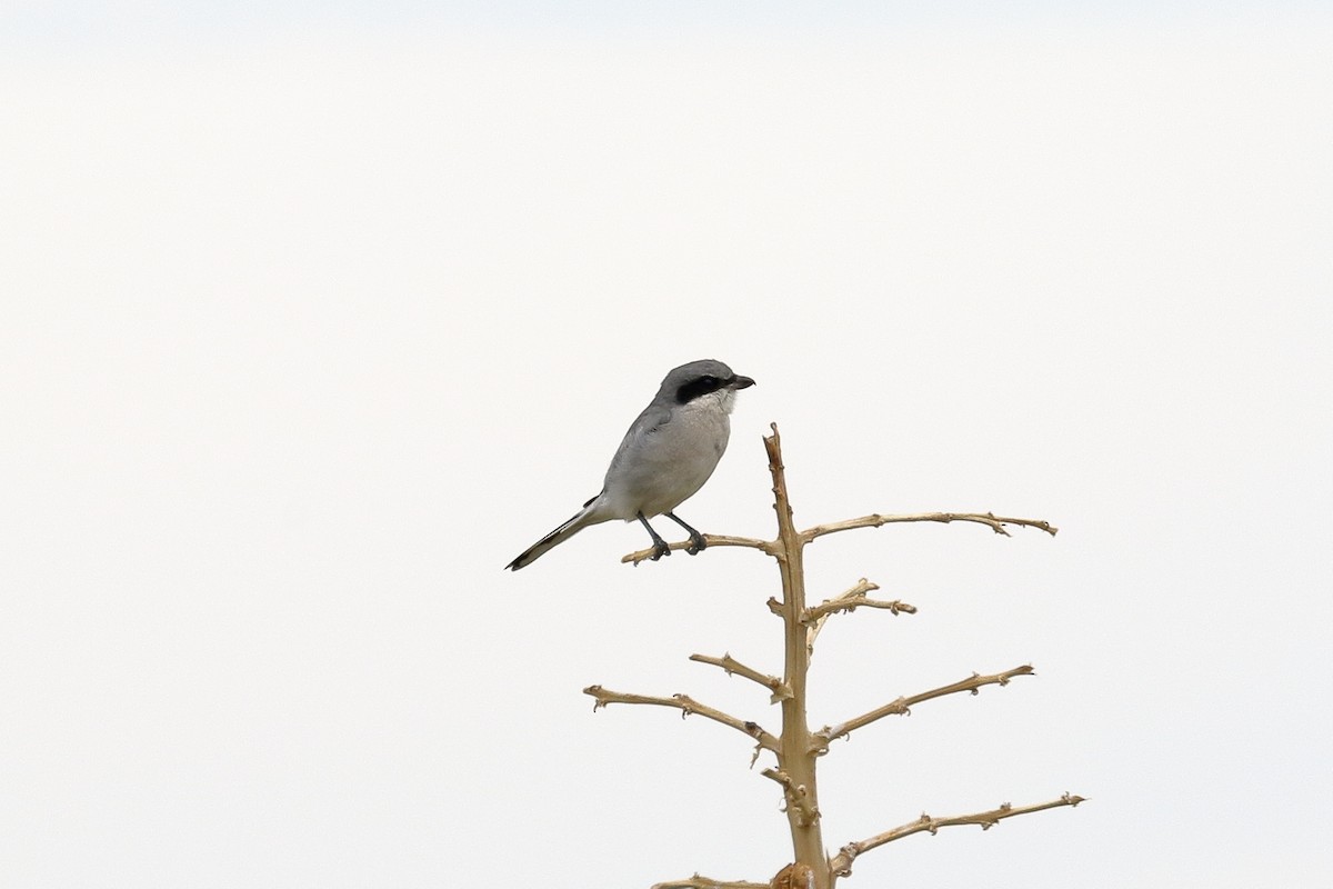 Loggerhead Shrike - Lawrence Haller